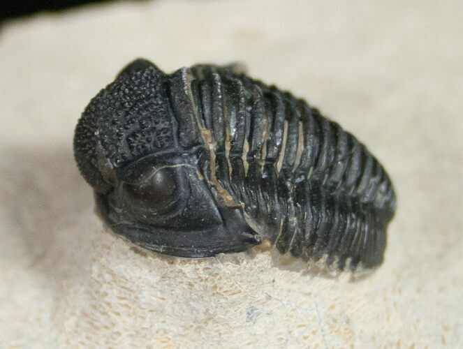 Gerastos Trilobite Fossil From Foum Zguid - #10998